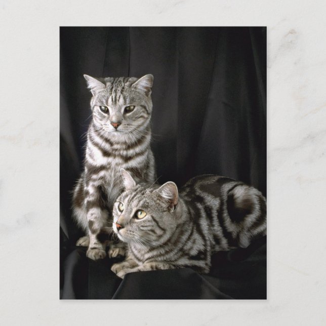 Carte Postale British Shorthair, tabby argenté (Devant)