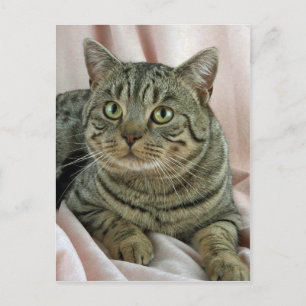 Carte Postale British Shorthair, tacheté brun