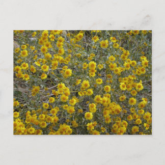 Carte postale Brittlebush