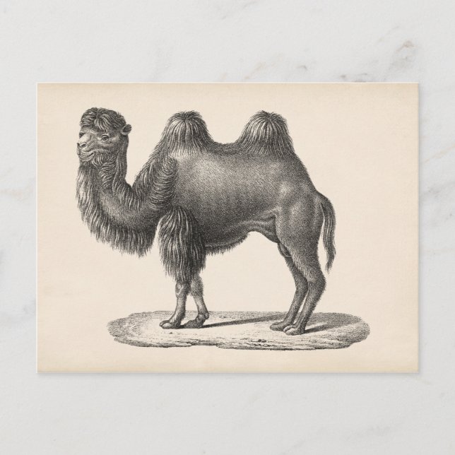 Carte Postale Brodtmann Camel Sketch (Devant)