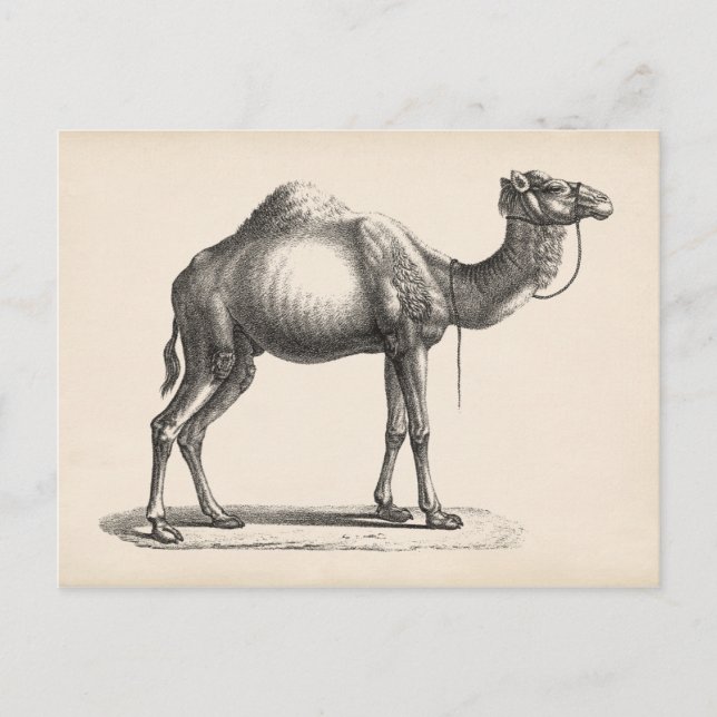 Carte Postale Brodtmann Dromedary Camel croquis (Devant)