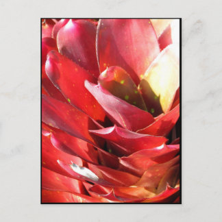 Carte Postale Bromeliad