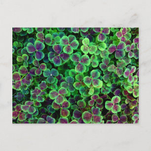 CARTE POSTALE BRONZE HOLLANDAIS