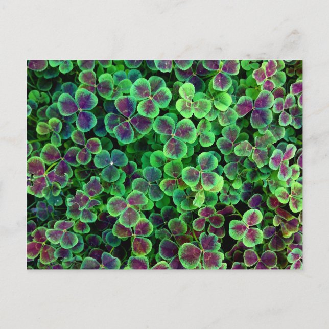 CARTE POSTALE BRONZE HOLLANDAIS (Devant)