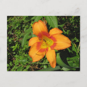 Carte Postale Brosse orange