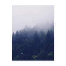 Brouillard forestier