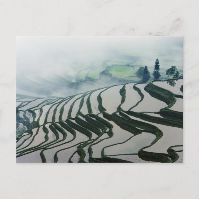 Carte Postale Brouillard matinal au-dessus des champs de riz (Devant)