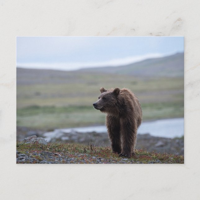 Carte Postale Brown Bear at the Katmai Preserve (Devant)