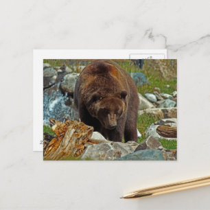 Carte Postale Brown Bear chez Yellowstone