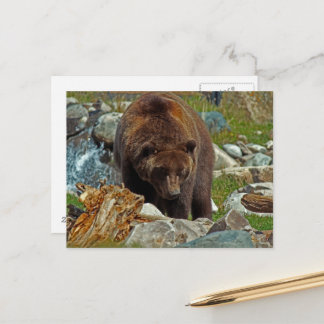 Carte Postale Brown Bear chez Yellowstone