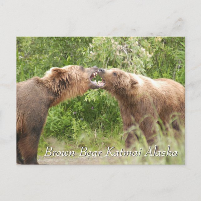Carte Postale Brown Bear Katmai Alaska  (Devant)