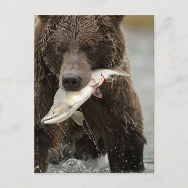 Carte Postale Brown bear ou Coastal Grizzly Bear, Ursus (Devant)