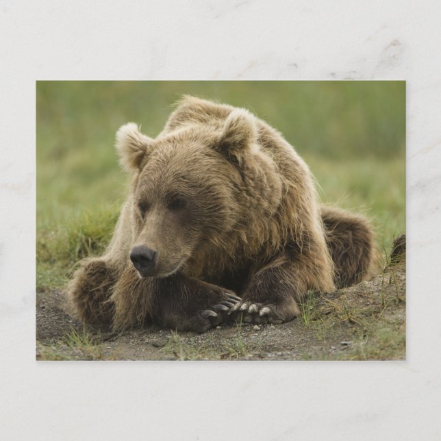 Carte Postale Brown bear ou Coastal Grizzly Bear, Ursus (Devant)