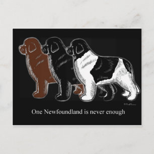 Carte Postale Brown Black and Landseer Newfoundland