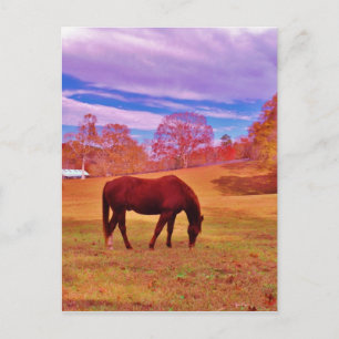 Carte Postale > Brown dans un champ de couleur onirique