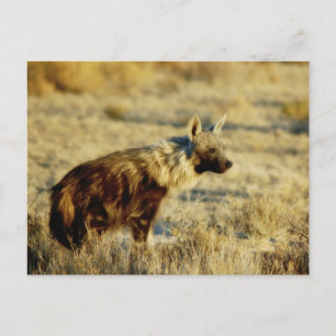 Carte postale Brown de la faune hyène