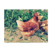 Carte postale Brown Hen