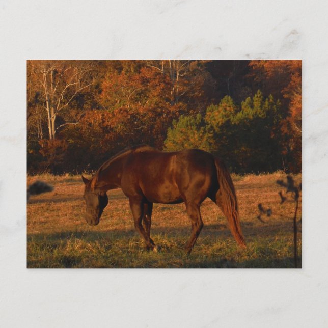 Carte Postale Brown horse (Devant)