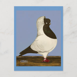 Carte Postale Brown Nun Pigeon