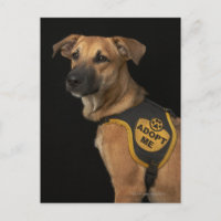 Brown rescue dog with adopt vest
