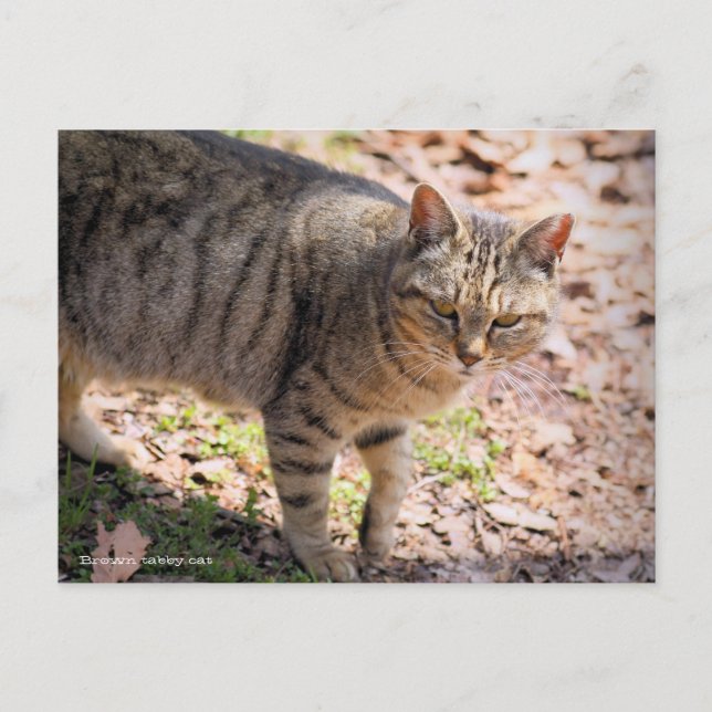 Carte Postale Brown tabby cat：Postcard (Devant)