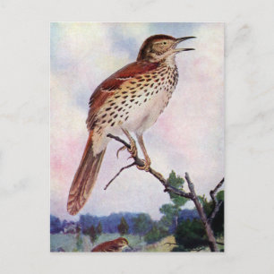 Carte Postale Brown Thrasher