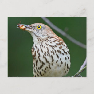 Carte Postale Brown Thrasher avec / Catch Of The Day Cadeaux Vêt