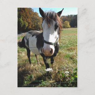 Carte Postale Brown & White, Painted Horse, Queen Ann Lace flowe