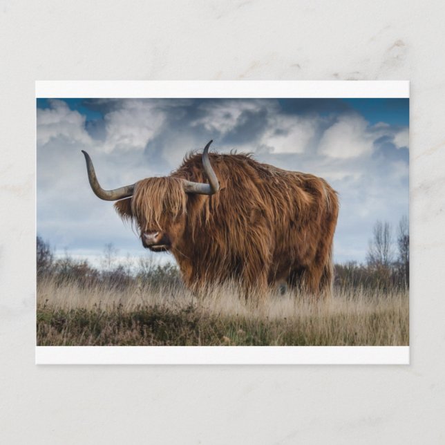 Carte Postale Brown Yak sur le terrain vert et Brown (Devant)