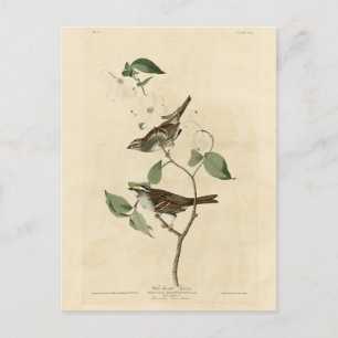 Carte Postale Bruant à gorge blanche, Oiseaux d'Amérique d'Audub