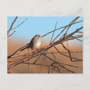 Carte Postale Bruant blanc couronné sur un bâton