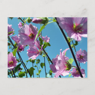 Carte Postale Bruant des arbres (Lavatera arborea)