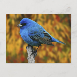 Carte Postale Bruant indigo mâle, Passerina cyanea