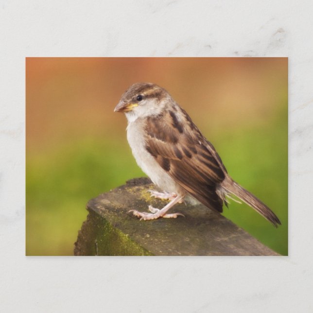 Carte Postale Bruant sur la clôture (Devant)