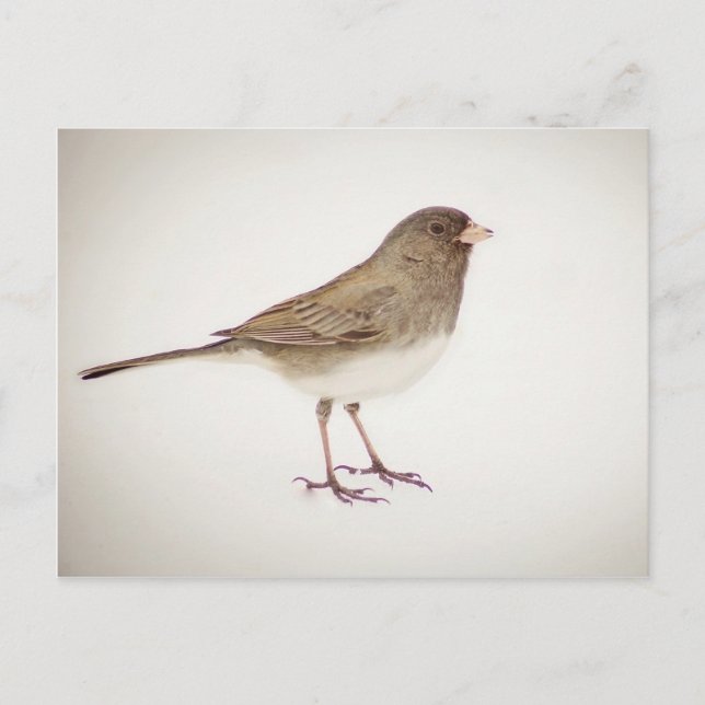 Carte Postale Bruant sur neige 1 (Devant)