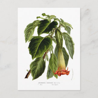 Carte Postale Brugmansia sanguinea (trompette d'Angel)