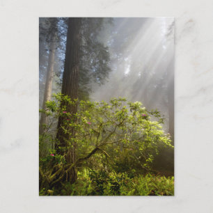 Carte Postale Brume matinale sur Rhododendron