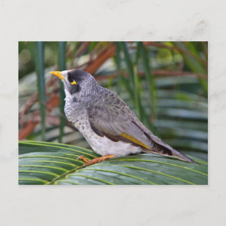 Carte Postale Bruyant Miner Bird, Adélaïde, Australie