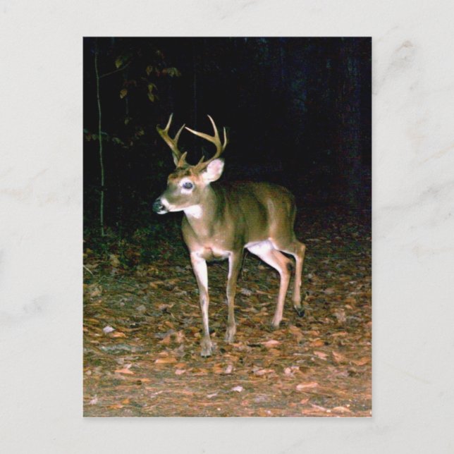 Carte Postale Buck Deer à queue blanche (Devant)