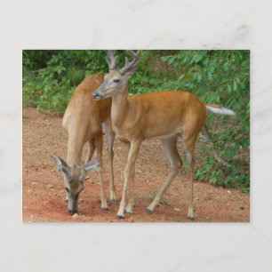 Carte Postale Buck Deer blanc