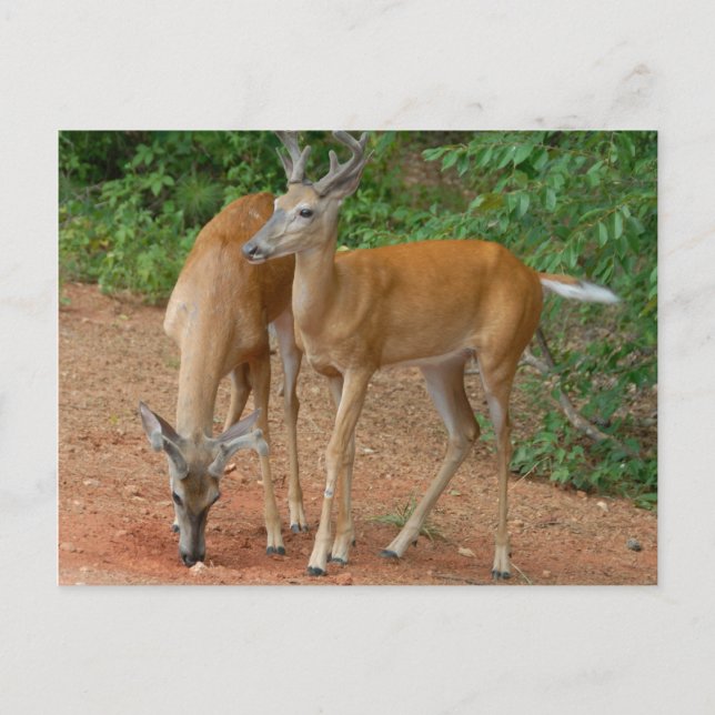 Carte Postale Buck Deer blanc (Devant)