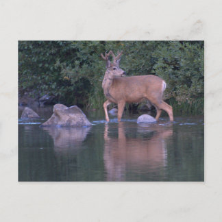 Carte Postale Buck Mule Deer à Velvet Morning Crossing