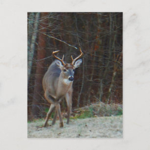 Carte Postale Buck Stag Deer, Marquer son terrain