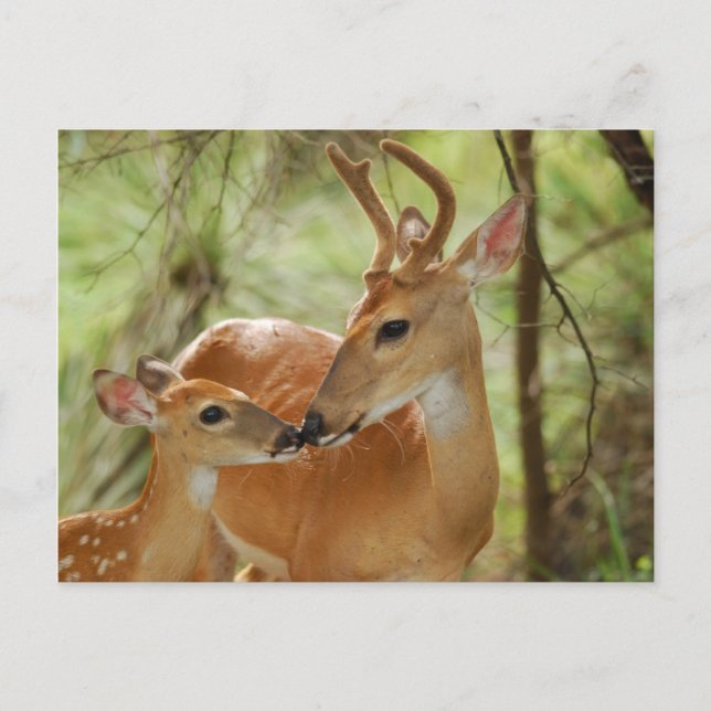 Carte Postale Buck Whitetail Et Bonification De La Faune (Devant)