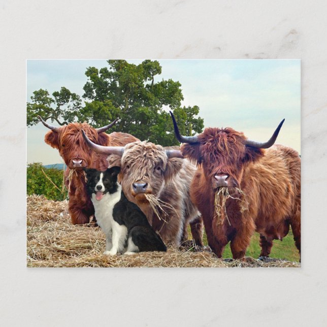 Carte postale "Buckeroo & Friends" (Devant)