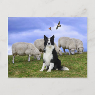 Carte Postale "Buckeroo on duty"