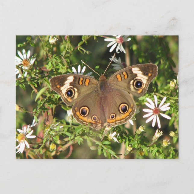 Carte postale Buckeye (Devant)