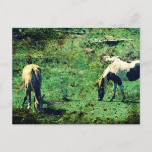 Carte Postale Buckskin et Pinto