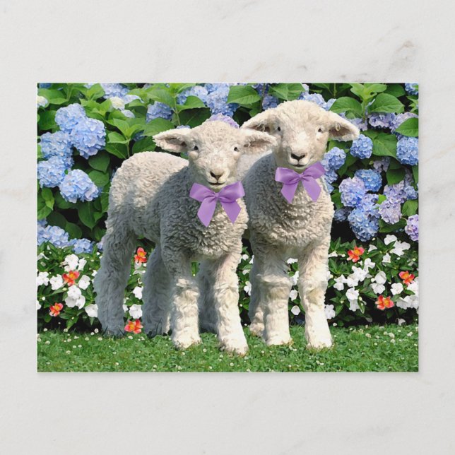 Carte postale "Bucky & Mick" (Devant)