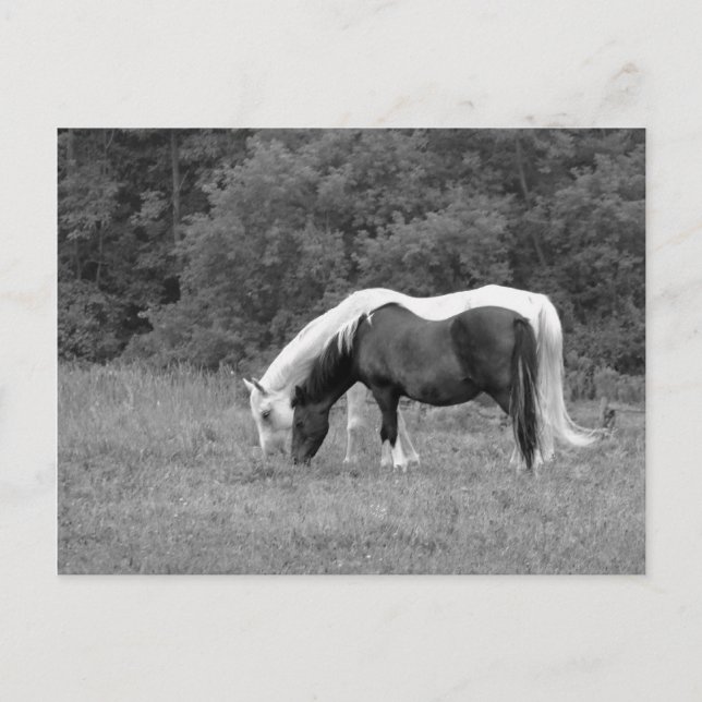 Carte Postale Buddy, s (Devant)